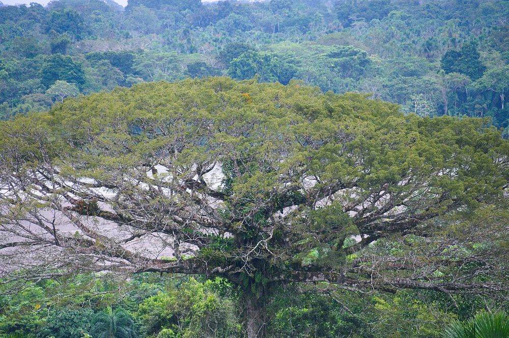 Ceiba (Ceiba pentandra)