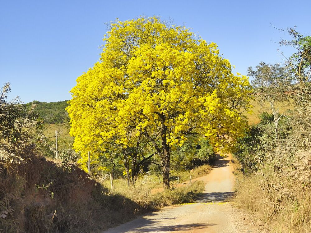 Corteza amarilla (Handroanthus ochraceus (syn. Tabebuia ochracea))