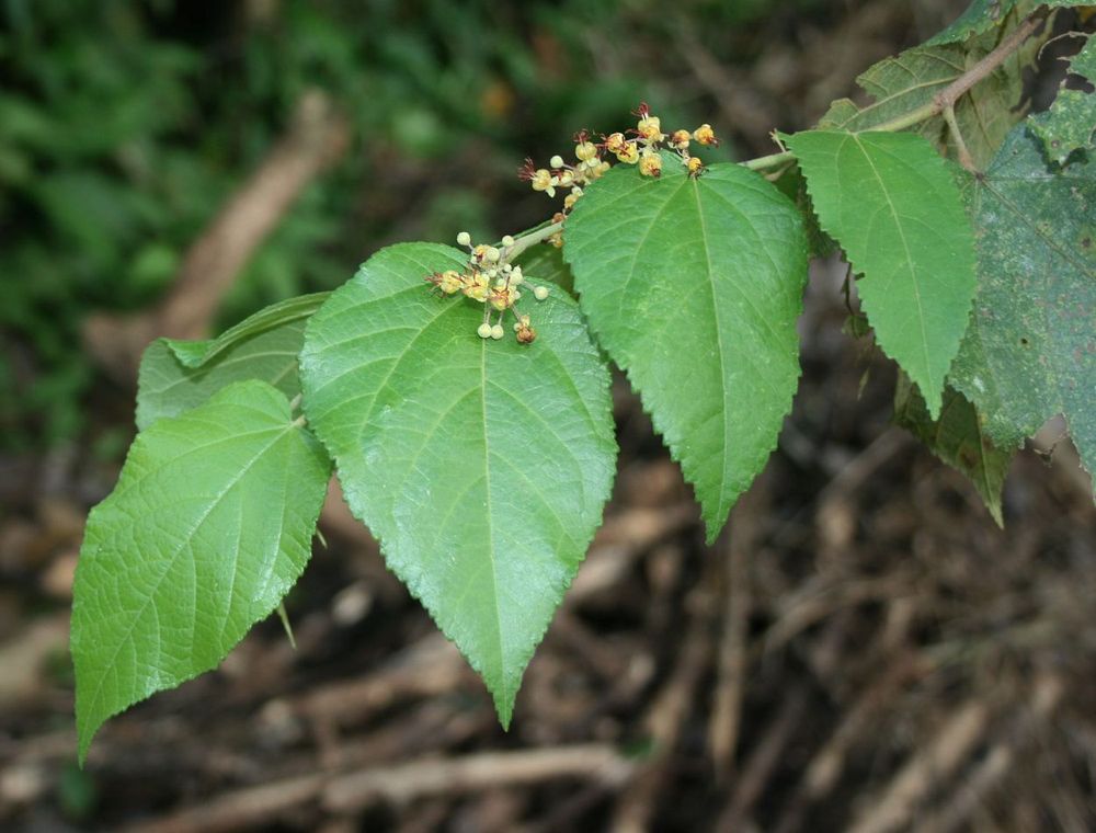 Guácimo (Guazuma ulmifolia)