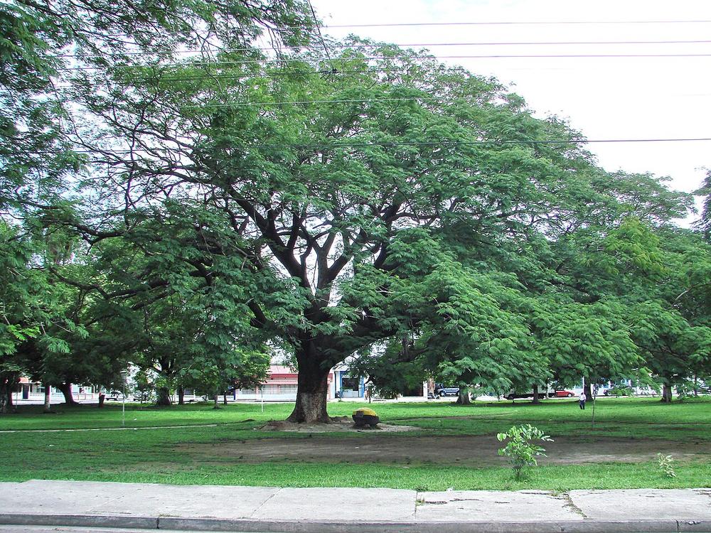 Guanacaste (Enterolobium cyclocarpum)