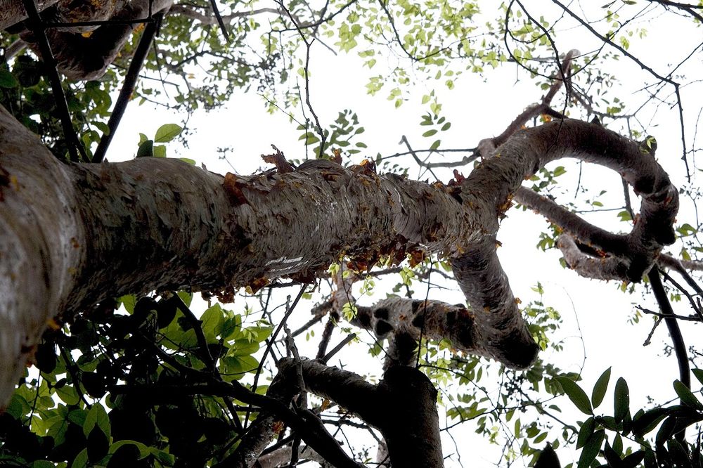 Indio desnudo (Bursera simaruba)