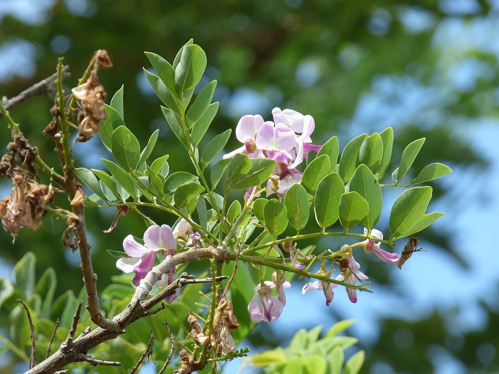 Madero negro (Gliricidia sepium)