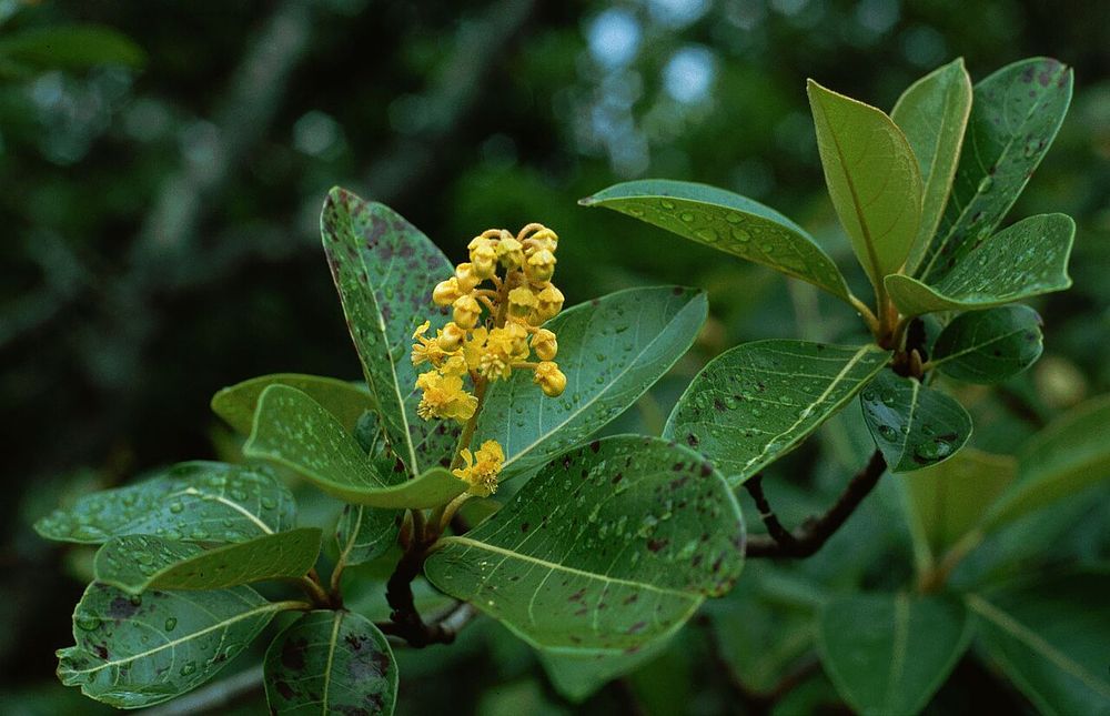 Nance (Byrsonima crassifolia)
