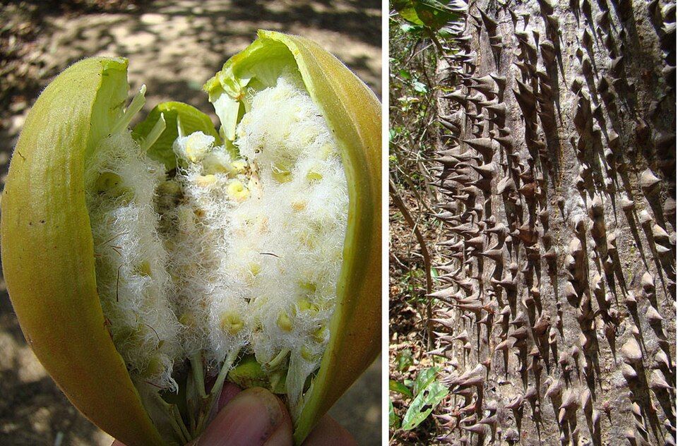 Pochote (Pachira quinata)