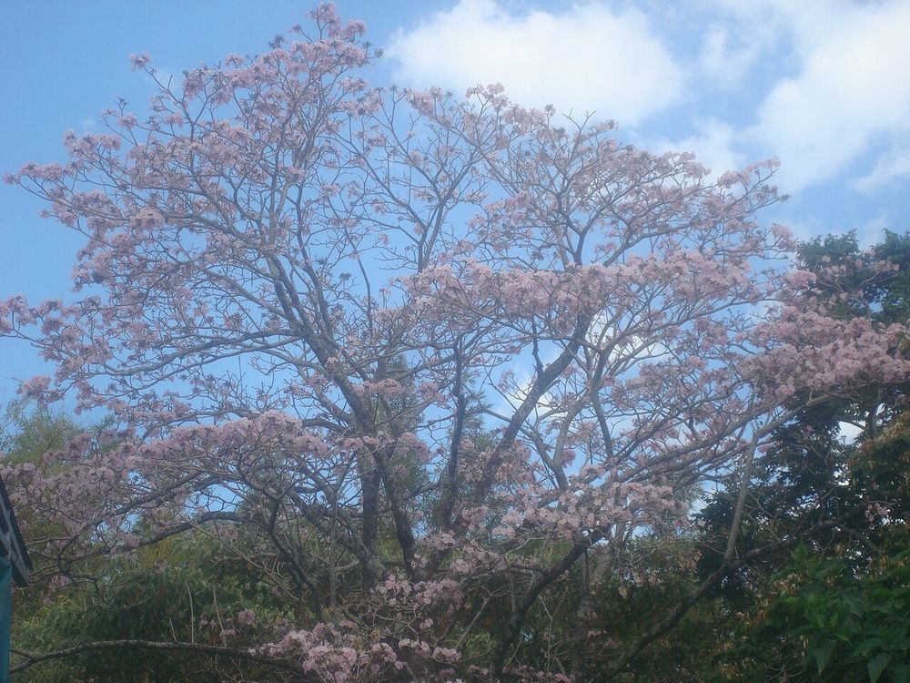 Roble de sabana (Tabebuia rosea)